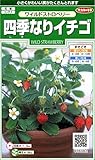 サカタのタネ 実咲花6082 四季なりイチゴワイルドストロベリー 00906082