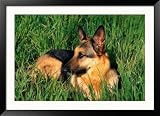 German Shepherd Lying in Grass Framed Photographic Poster Print by Francie Manning, 45x33