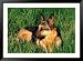 German Shepherd Lying in Grass Framed Photographic Poster Print by Francie Manning, 45x33