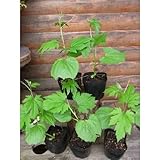 ���i�̏ڍ�