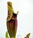 Carnivorous Purple Pitcher Plant -Sarracenia purpurea