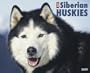 Just Siberian Huskies Calendar
