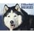 Just Siberian Huskies 2009 Calendar