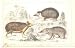 H/C 1852 Goldsmith Hedgehog, Tendrac,Tenrec