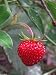 Alpine Strawberry Perennial - 8 Plants - Fragaria