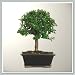 Dwarf Jade (Portualacaria) Bonsai Tree I | Nursery Direct From Joebonsai