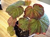 Boomer Begonia Plant