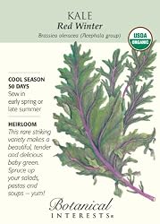 Red Winter Kale Certified Organic Heirloom Seeds 250 Seeds