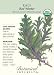 Red Winter Kale Certified Organic Heirloom Seeds 250 Seeds