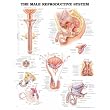 Anatomical Chart Company Male Reproductive System Anatomical Chart