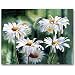 Shasta Parade - Masterpiece Jigsaw Puzzle 500pc