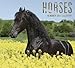 Horses 2017 Monthly Wall Calendar for Horse Lovers (16 Month)