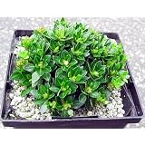 Klovey Miniature Azalea True Bonsai - SALE*