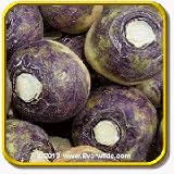 1 Oz Rutabaga Seeds - 'American Purple Top' Bulk Vegetable Seeds