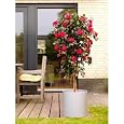 BUY : 60" Artificial Bougainvillea Plant