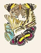 Papillons, by E.A. SÂ©guy (Print On Demand)