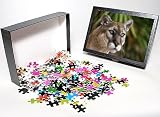 Photo Jigsaw Puzzle of TOM-1842 Florida Cougar / Mountain Lion / Puma from Ardea Wildlife Pets