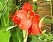 5 RED CANNA LILY Indian Shot Canna Indica Flower Seeds *Comb S/H