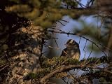 The Midnight Sun Shines on a White-Crowned Sparrow Photographic Poster Print, 24x18