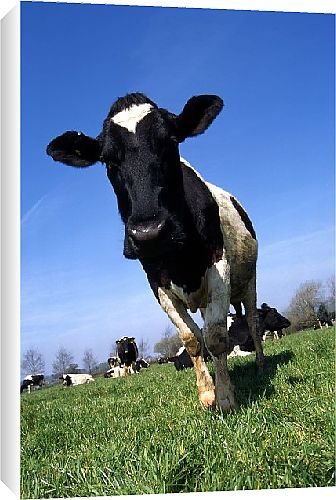 Canvas Prints of Friesian cow from Country Life 