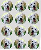 12 Labradore dog rice paper fairy / cup cake 40mm toppers pre cut decoration