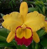 Blc. Chyong Guu Chaffinch 'Ta-Hsin' AM/AOS