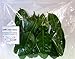 Kaffir Lime Leaves (0.5 Ounce) - FREE with Apsara's Cambodian Hot Sauce Purchase