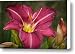 Red Magic Daylily Canvas Print / Canvas Art - Artist Bob Orsillo
