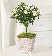 Standard Rose Tin