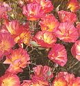 Rose Chiffon California Poppy 50 Seeds