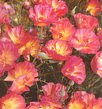 Buy Rose Chiffon California Poppy 50 Seeds – FREE SHIPPING ON ADDITIONAL HIRTS SEEDS