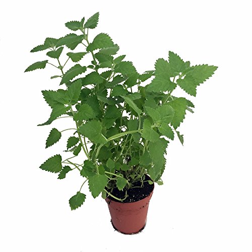 Lemon Balm Perennial Herb Plant - Heirloom - Melissa - 3 Lemon Balm Perennial Herb Plant - Heirloom - Melissa - 3