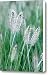 Grass Brushes Canvas Print / Canvas Art - Artist Barbara Lee White