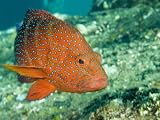 Closeup of a Blue-Spotted Grouper, Also Know as a Coral Hind, Bali, Indonesia Photographic Poster Print by Tim Laman, 12x9