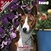 Basenji 2009 Wall Calendar 12