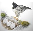 PEREGRINE FALCON with Three Chicks (Falco Peregrinus) with LEDGE SPIKE-MOSS (Selaginella Rupestris): Signed and Numbered Limited Edition Fine Art Print, Archival Quality Giclee.