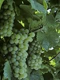 Chardonnay Grapes on the Vine, Washington Premium Photographic Poster Print by Kenneth Garrett, 24x32 Chardonnay Grapes on the Vine, Washington Premium Photographic Poster Print by Kenneth Garrett, 24x32