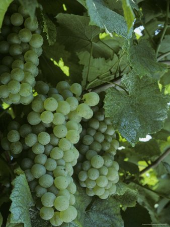 Chardonnay Grapes on the Vine, Washington Premium Photographic Poster Print by Kenneth Garrett, 24x32 Chardonnay Grapes on the Vine, Washington Premium Photographic Poster Print by Kenneth Garrett, 24x32