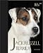 Jack Russell Terrier (Best of Breed)