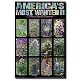 (24x36) America's Most Wanted II Pot Plants Art Poster Print