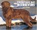 Chesapeake Bay Retrievers 2008 Calendar