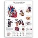 3B Scientific Glossy Paper Human Heart Anatomy and Physiology Chart