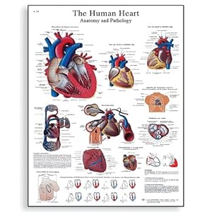 3B Scientific Glossy Paper Human Heart Anatomy and Physiology Chart 
