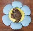 SMALL - BLUE - Flower Dog Beds