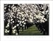 Almond Blossoms by Kathleen Norris Cook. Size 27.79 inches width by 21.79 inches heig...