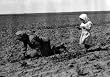Beet-Picker and Her Sister, Near Ordway, Colorado, 1915 - 16x20-inch Photographic Print from the Library of Congress Collection