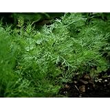 Dill Herb Seeds- Bouquet- Organic- 1,300+ Seeds