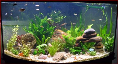 What You Need to Know about Aquariums