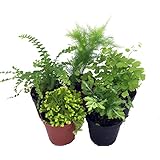Mini Ferns for Terrariums/Fairy Garden - 5 Different Plants-2" Pots