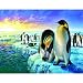 Penguins (14) 1000+pc Jigsaw Puzzle by Adrian Chesterman